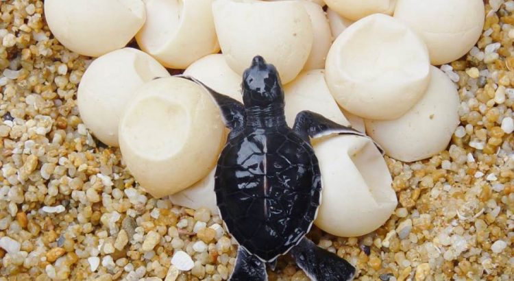 Incrementa la venta ilegal de huevo de tortuga en Chiapas