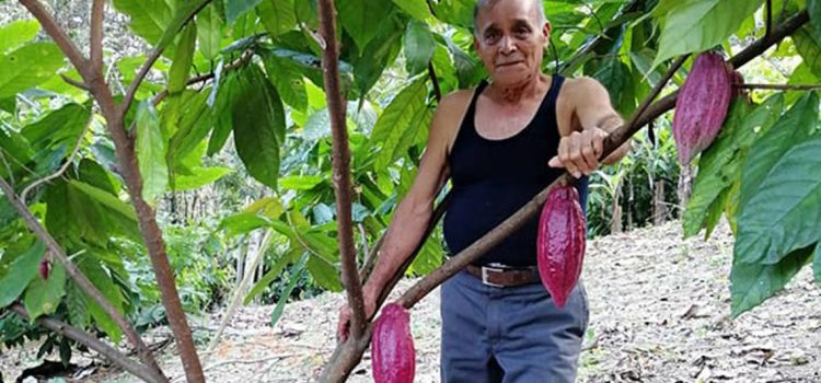 Reduce el cultivo del cacao en Chiapas
