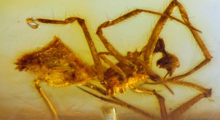 Encuentran en Chiapas, especie de araña fosilizada en ámbar que data de 23 millones de años