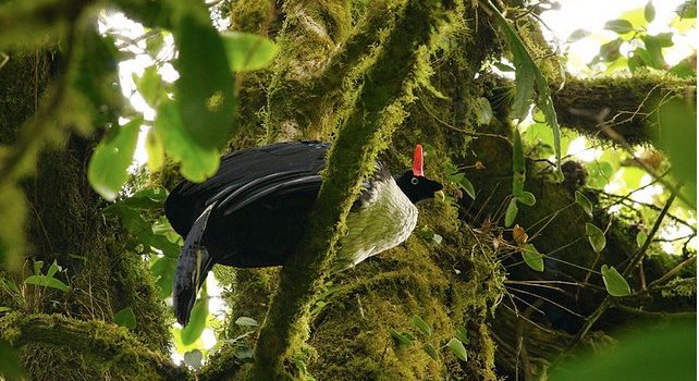 En peligro de extinción cerca del 50% de aves endémicas de Chiapas