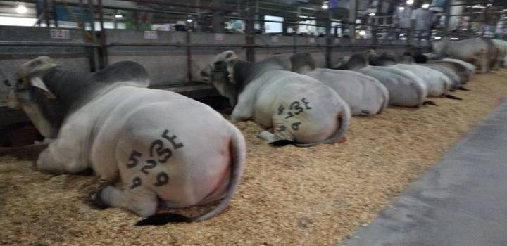 Ganaderos de Chiapas sin sumarse al amparo por importación de carne de res de Argentina