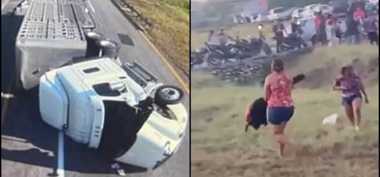 Rapiña de reses tras volcadura de tráiler en Chiapas
