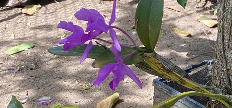Chiapas, de los estados con mayor saqueo de orquídeas