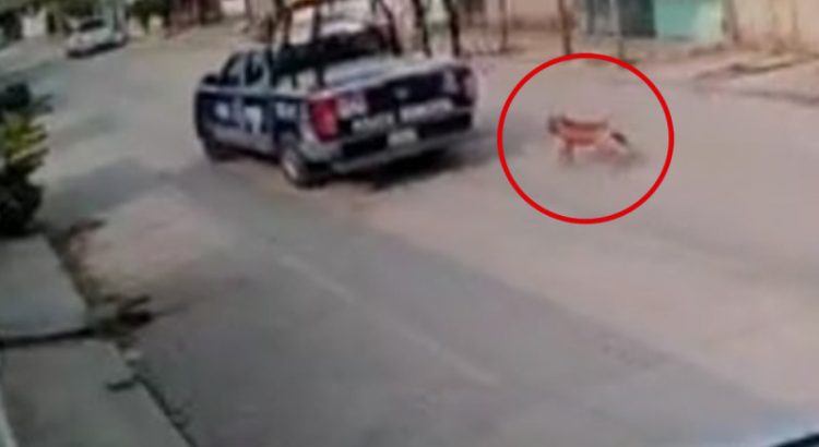 Policías de Chiapas maltratan a perrito; taxista los graba y es detenido