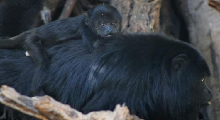 En Chiapas por primera vez, nace un ejemplar de mono saraguato en el ZooMAT