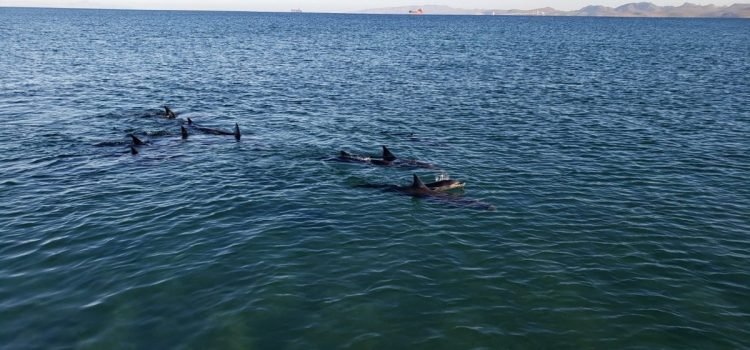 En Chiapas, pescador muere tras ser golpeado por delfín al que intentaba rescatar