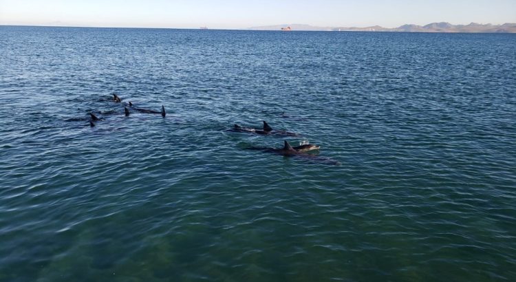 En Chiapas, pescador muere tras ser golpeado por delfín al que intentaba rescatar