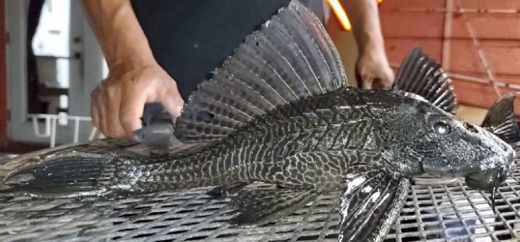 Chiapas con el ejemplar más grande de pez diablo en la República Mexicana
