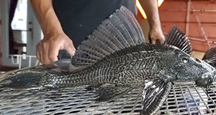 Chiapas con el ejemplar más grande de pez diablo en la República Mexicana