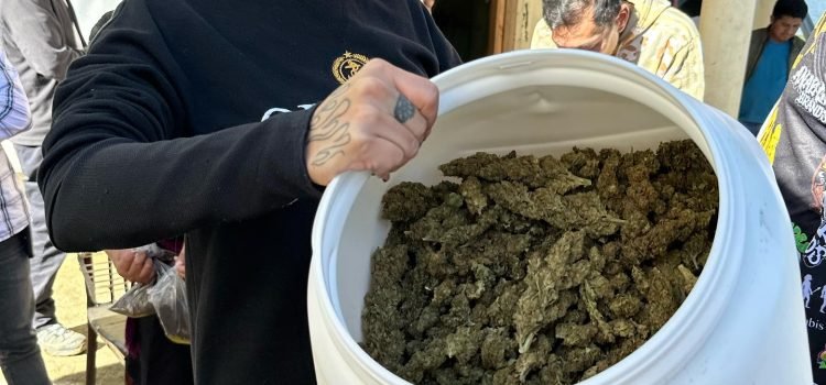 YouTube graba en Chiapas cultivo de cannabis YouTube graba en Chiapas cultivo de cannabis