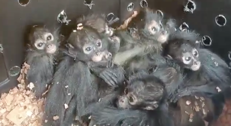 Rescatan 20 monos arañas bebés de un autobús en Chiapas