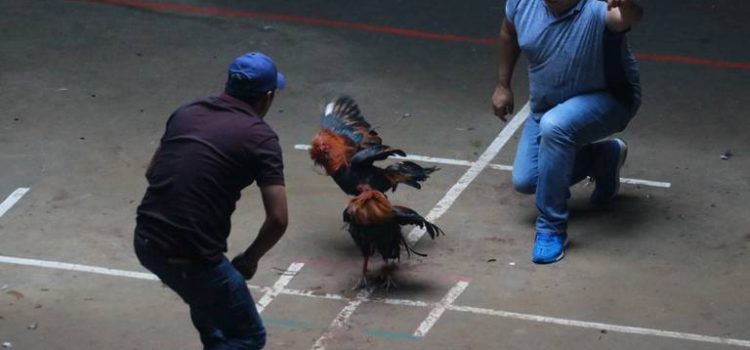 Maestros se oponen a las peleas de gallos en la Fiesta de Esquipulas en Arriaga