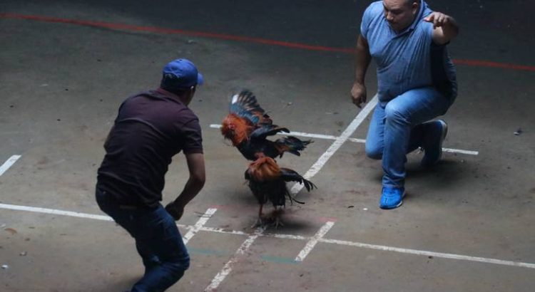 Maestros se oponen a las peleas de gallos en la Fiesta de Esquipulas en Arriaga