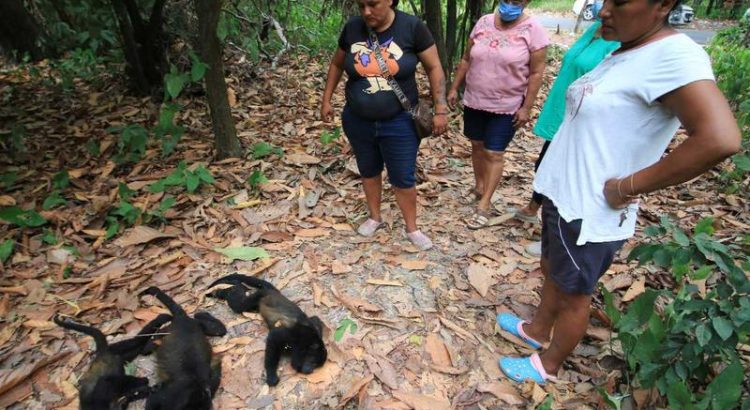 Secretaría de Medio Ambiente investiga la muerte de monos aulladores en Chiapas y Tabasco