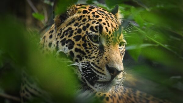 Estudio revela la alta biodiversidad del bosque de niebla en la Sierra Madre de Chiapas