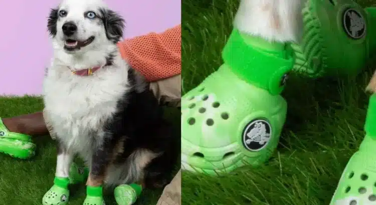 Moda bien perrona: Crocs lanza sandalias para «lomitos»