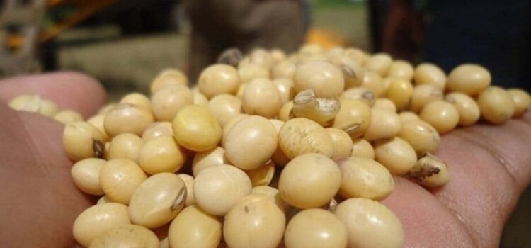 Productores de soya en el Soconusco de Chiapas denuncian discriminación