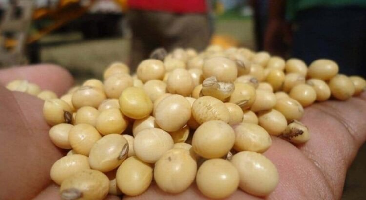 Productores de soya en el Soconusco de Chiapas denuncian discriminación