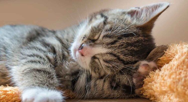 Mujer acusó a su esposo de dar más atención a su gato que a ella