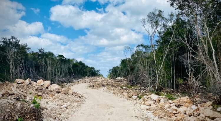 Chiapas: Impacto del Tren Maya en comunidades indígenas