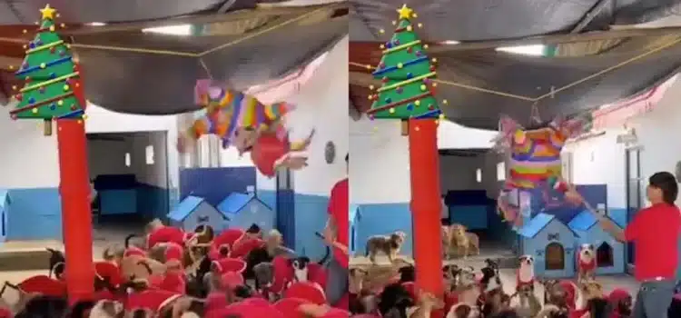 Refugio organiza «perri posada» con piñata llena de salchichas