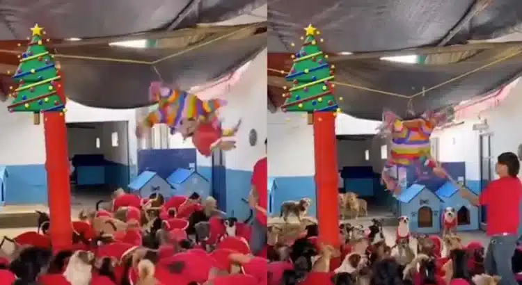 Refugio organiza «perri posada» con piñata llena de salchichas