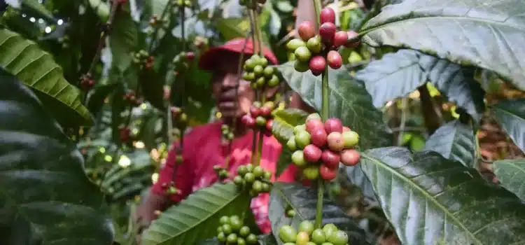 Cártel de Sinaloa secuestra fincas cafetaleras en Chiapas y explota a jornaleros Cártel de Sinaloa secuestra fincas cafetaleras en Chiapas y explota a jornaleros