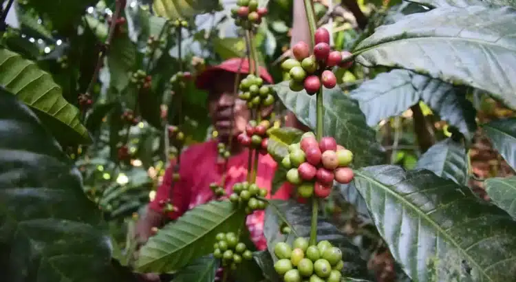 Cártel de Sinaloa secuestra fincas cafetaleras en Chiapas y explota a jornaleros