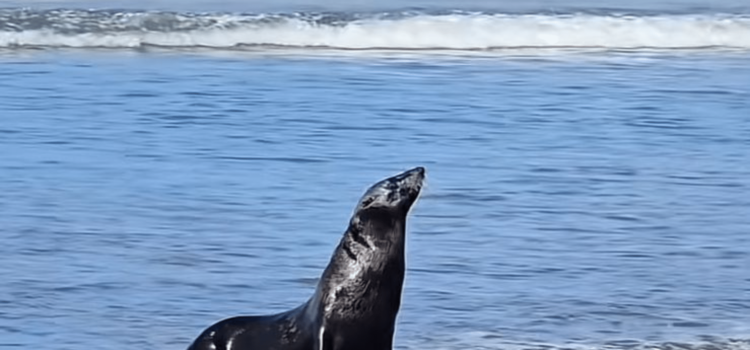 Aparece lobo marino en playa de Chiapas