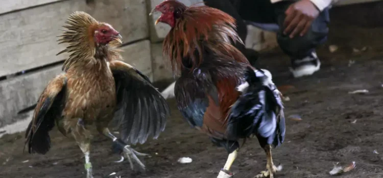 Gobierno de Chiapas reactiva las peleas de gallos