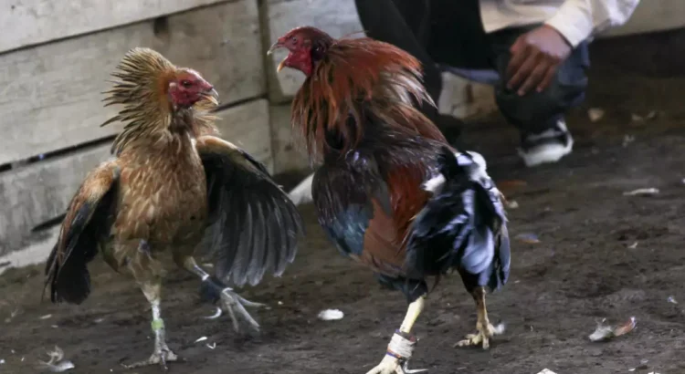 Gobierno de Chiapas reactiva las peleas de gallos