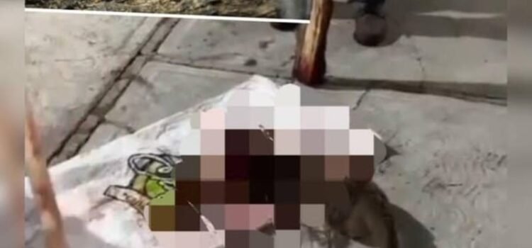Matan a jaguarundi, especie en peligro de extinción en Chiapas tras confundirlo con un “nahual”