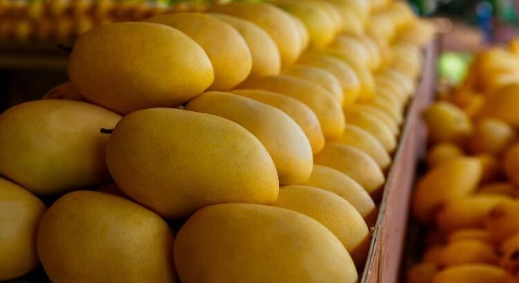 Productores de mango ataulfo en Chiapas se unen para lograr precios justos