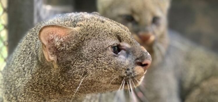 Profepa investiga asesinato de jaguarundi en Chiapas