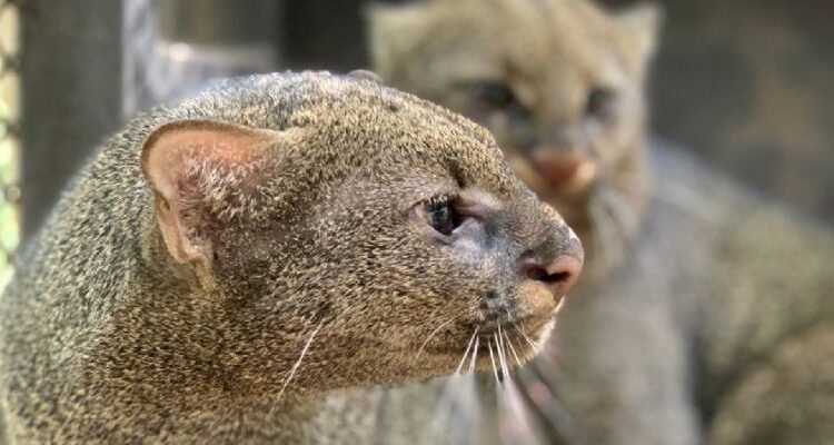 Profepa investiga asesinato de jaguarundi en Chiapas