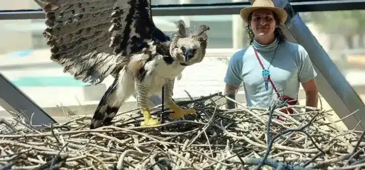 Reportan avistamiento de un Águila Arpía en Chiapas tras varios años de declararse extinta