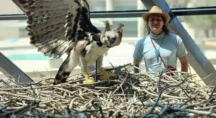 Reportan avistamiento de un Águila Arpía en Chiapas tras varios años de declararse extinta