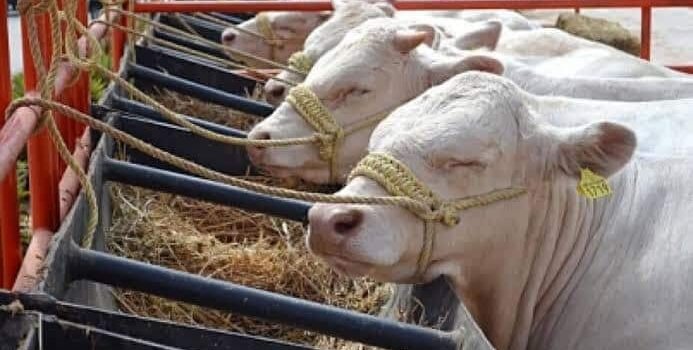 Chiapas en alerta por plaga del gusano barrenador: SAGARPA evalúa restringir movilización de ganado en la frontera