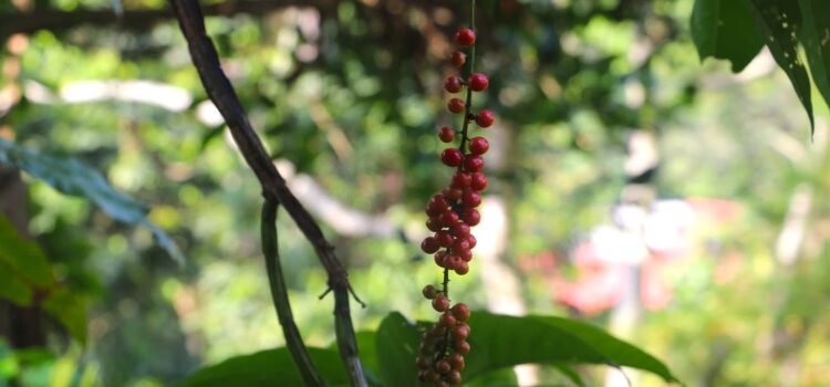 Chiapas lídera la producción de café, plátano y mango en el país