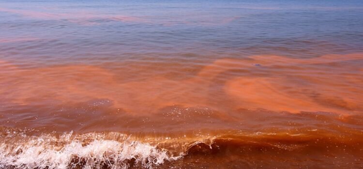 Emiten alerta por marea roja en la costa de Chiapas