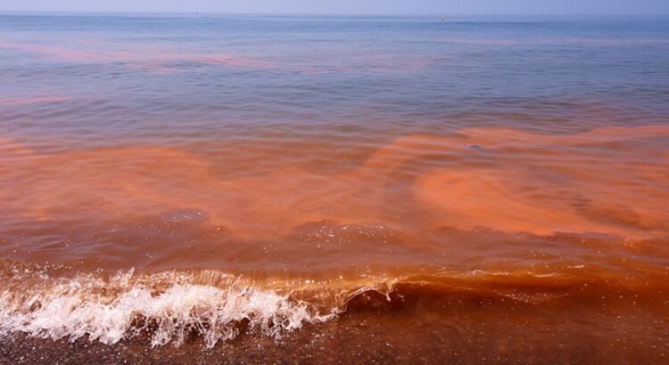 Emiten alerta por marea roja en la costa de Chiapas
