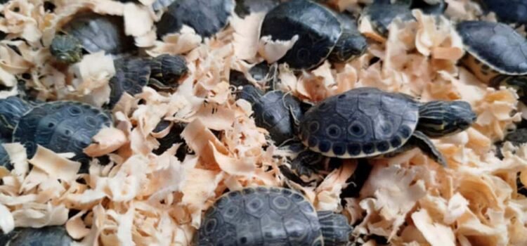 Decomisan más de 3 mil tortugas pavo real transportadas ilegalmente en Chiapas