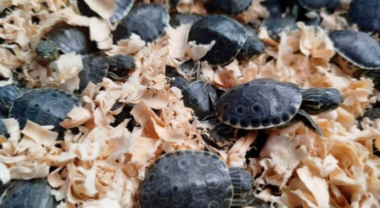 Decomisan más de 3 mil tortugas pavo real transportadas ilegalmente en Chiapas