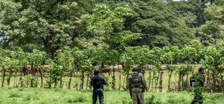 Embargan 231 cabezas de ganado que entraron de contrabando por Chiapas