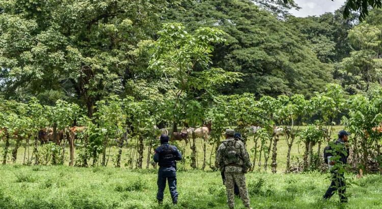 Embargan 231 cabezas de ganado que entraron de contrabando por Chiapas