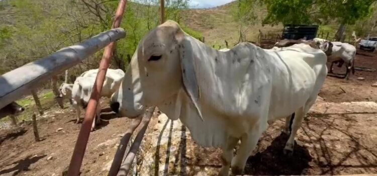 Instalan cerco sanitario contra gusano barrenador entre Oaxaca y Chiapas