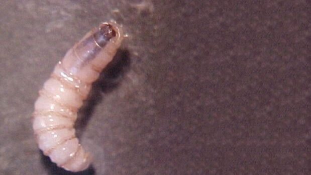 Primer caso de miasis oral en Chiapas