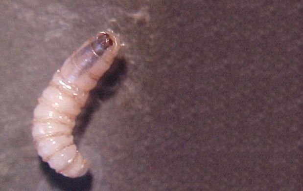 Primer caso de miasis oral en Chiapas