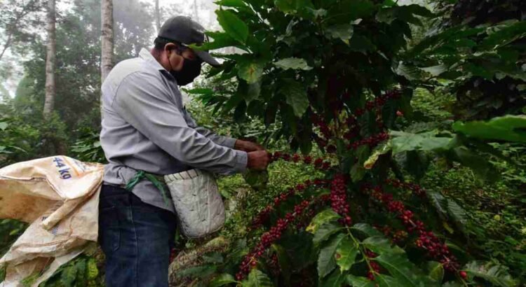 Chiapas es excluído del programa Café del Bienestar