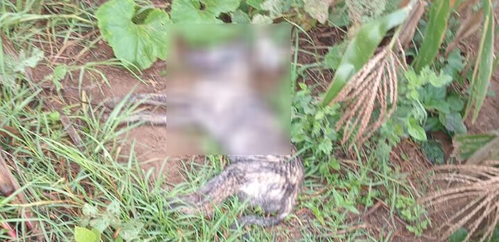 Envenenan a mas de 60 perros en Chiapas